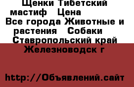  Щенки Тибетский мастиф › Цена ­ 50 000 - Все города Животные и растения » Собаки   . Ставропольский край,Железноводск г.